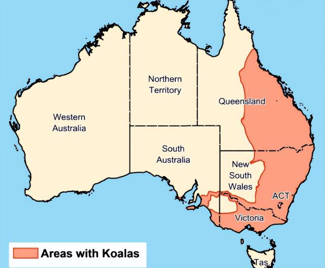 澳大利亚宣布考拉30年内灭绝？！将建精子银行封存考拉血脉