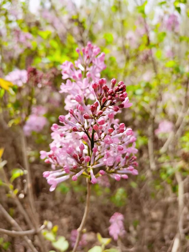 丁香花又开