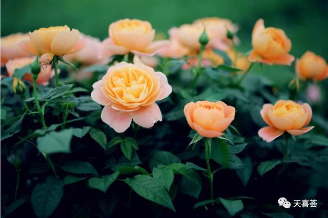 在寒冷冬天 種下一份對春暖花開的期待 熱點訊息網