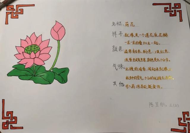 三年级荷花植物记录卡图片