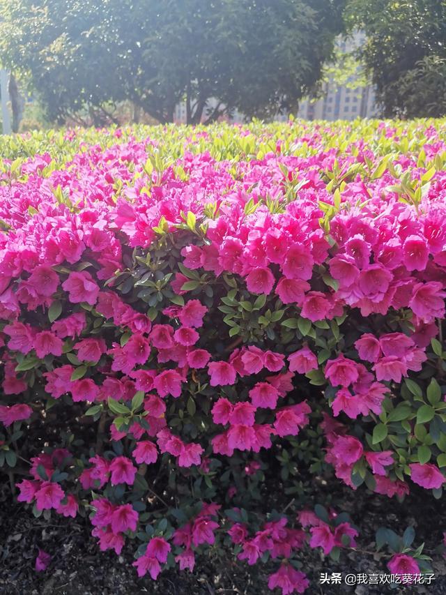 只为杜鹃来开花