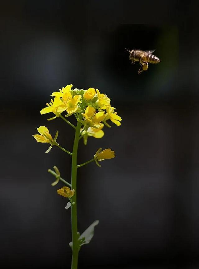 回顾春天百花争艳、招蜂引蝶图片大赏