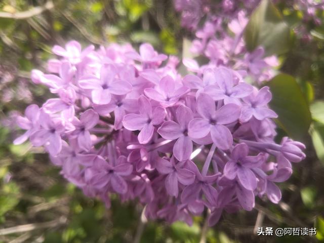 千千结里，暮春意徜徉，紫气更芬芳，丁香粉黛满城香