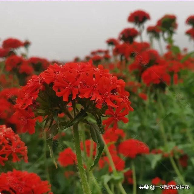 宿根花卉