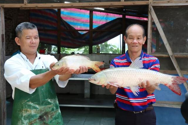 麦溪鲤