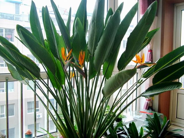 客厅最旺宅的大型植物 客厅最旺宅的大型植物  天堂鸟 生活