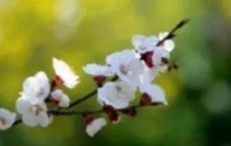 散文诗 随风飘落