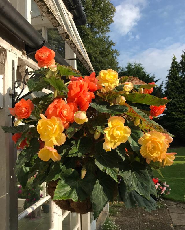 盆栽花卉 新宠 球根海棠 花美似牡丹 香气怡人 三季有花看 新闻时间