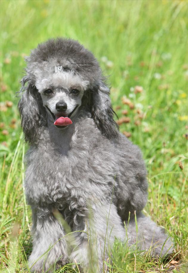 泰迪熊狗 泰迪熊狗(泰迪熊狗狗图片) 健康