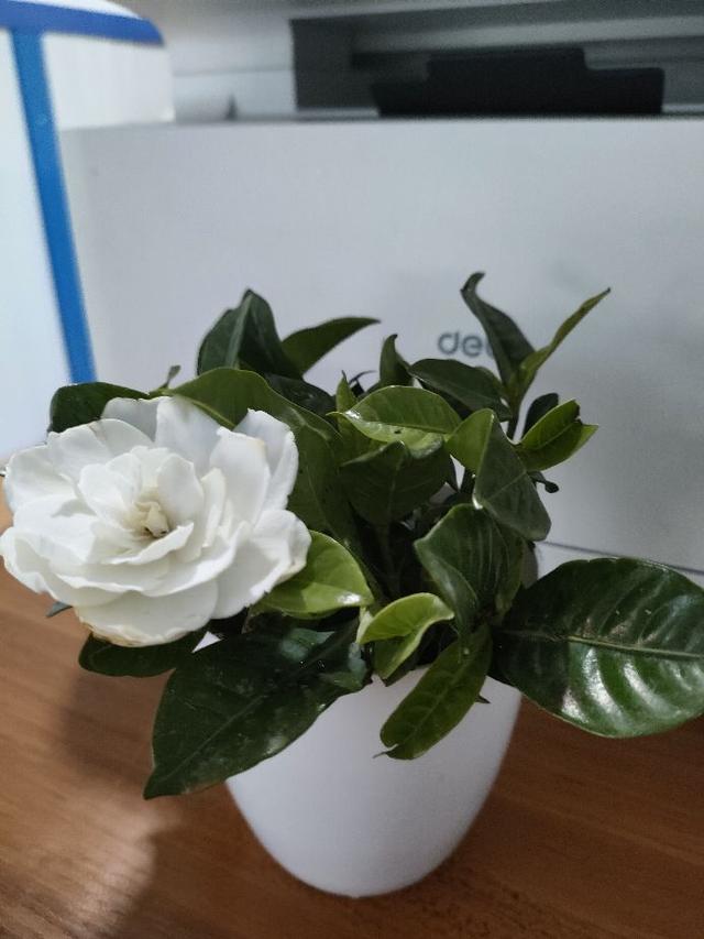 一朵让心情愉悦的茉莉花