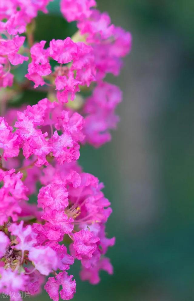 鲜花争艳，美景如画，令人心旷神怡