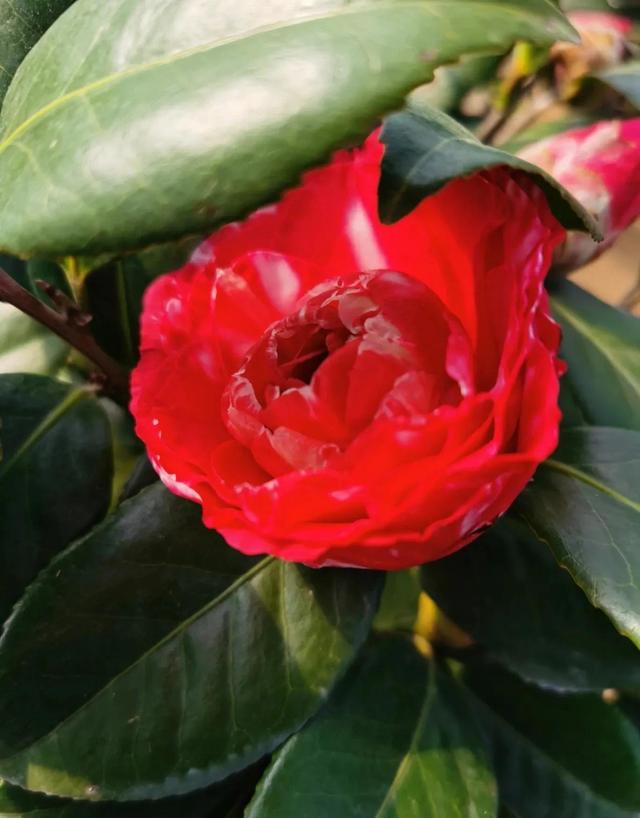 山茶花图片