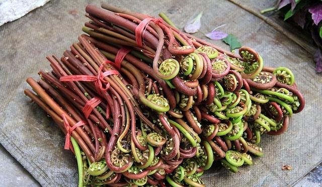 吃蕨菜有害健康？辟谣：3种野菜或可放心食用，你吃对了吗？