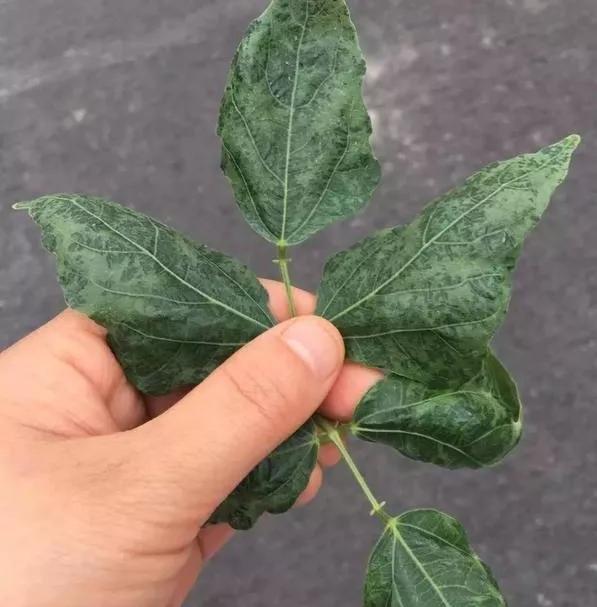 大棚芸豆为何卷叶？四种原因所致，分清症状，对症施治3