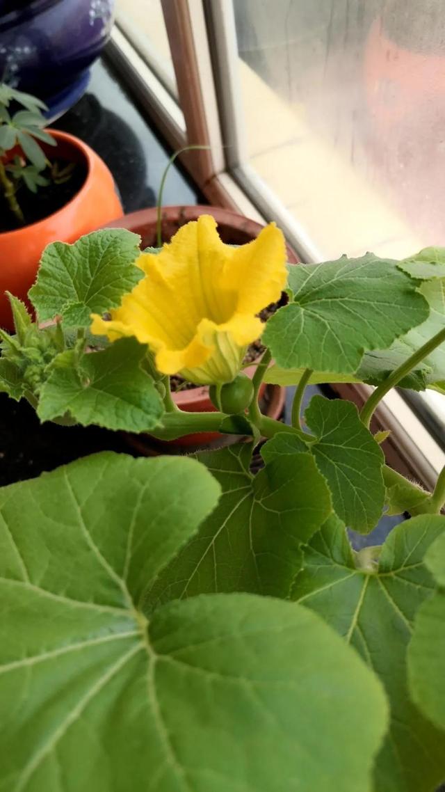 萝卜、白菜和土豆