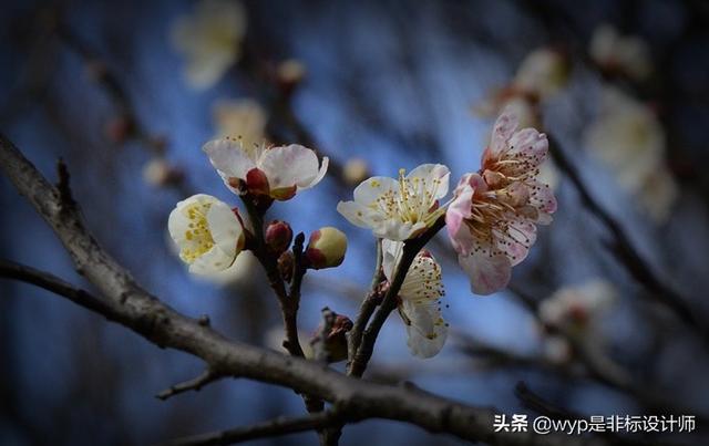 洒金梅(洒金梅花-mingkun百科