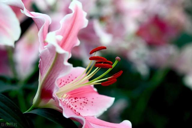 花的世界，芬芳美丽；醉了眼眸，美了心情