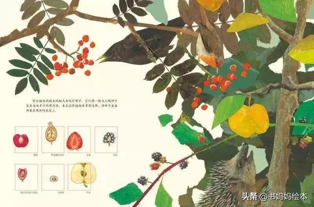 10本植物科普书籍推荐，让孩子在家也能探索大自然的奥秘