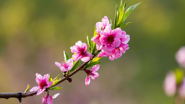 桃花的样子怎么写