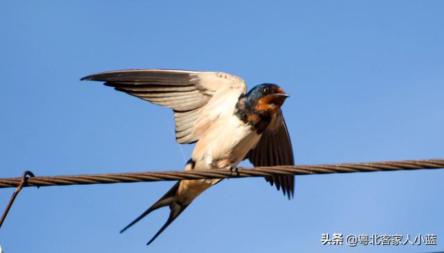 你知道现在为什么越来越少见得到燕子呢？原因会让你意想不到