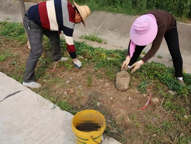 电蚯蚓一个月能挣多少钱（在农村电蚯蚓一天能赚多少钱）