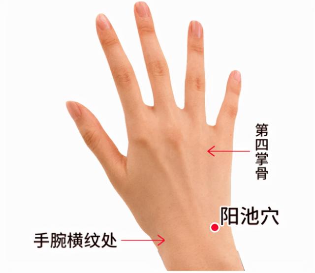 阳池穴——调理“手足冰凉、落枕、肩周炎”的原穴