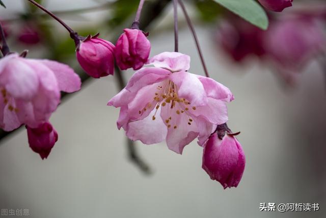 听风听雨听疫情，小城昨夜又东风，看花赏景乐融融