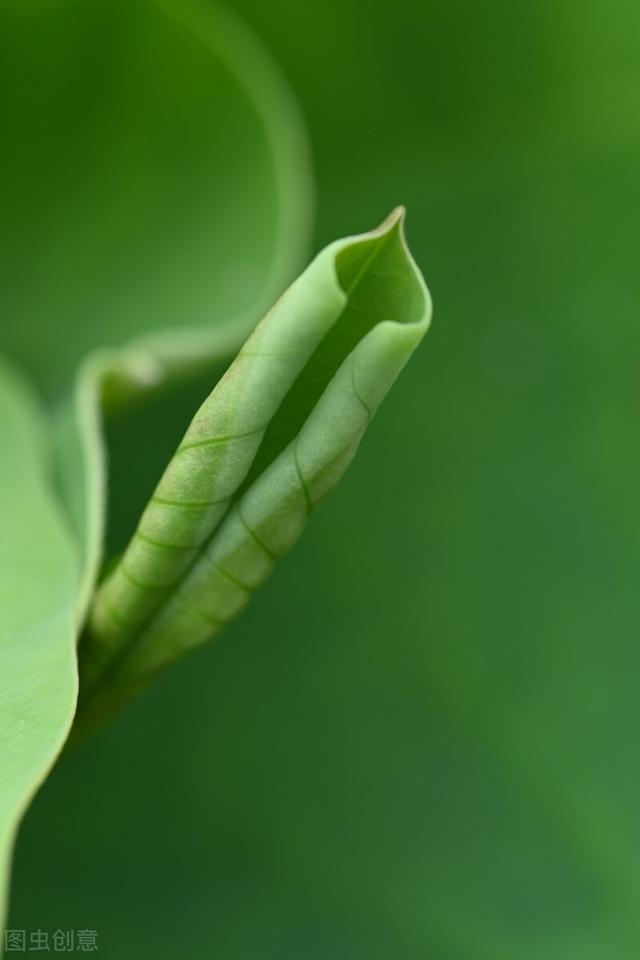 五月：花事未央，时光微芒，愿心中无事，愿盛夏无忧