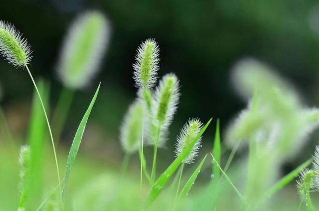 “狗尾巴草”其实是个宝，用它来煮水喝，或许能帮助改善4种问题