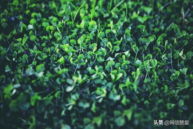 “春天送你一首诗”朗诵诗选之一