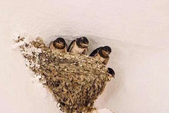 《大雁的寓意与象征风水(大雁的寓意与象征,为什么古诗里面有很多)》