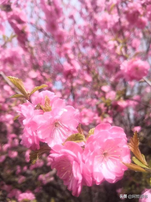 春光明媚，粉红的榆叶梅正芳菲，美美的令人陶醉