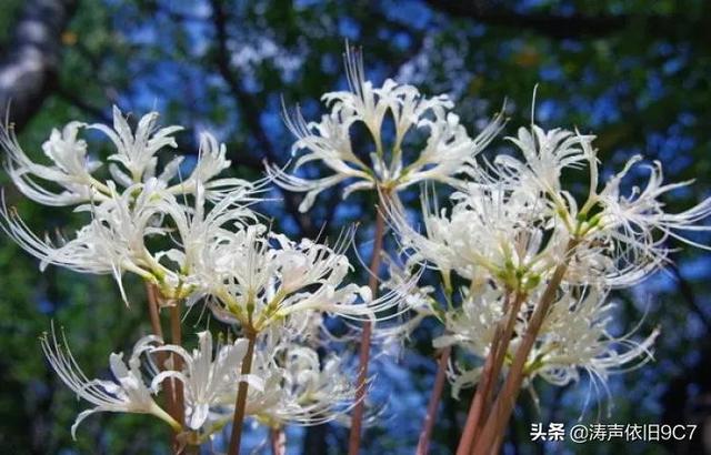 黑色彼岸花图片（黑色彼岸花的花语）