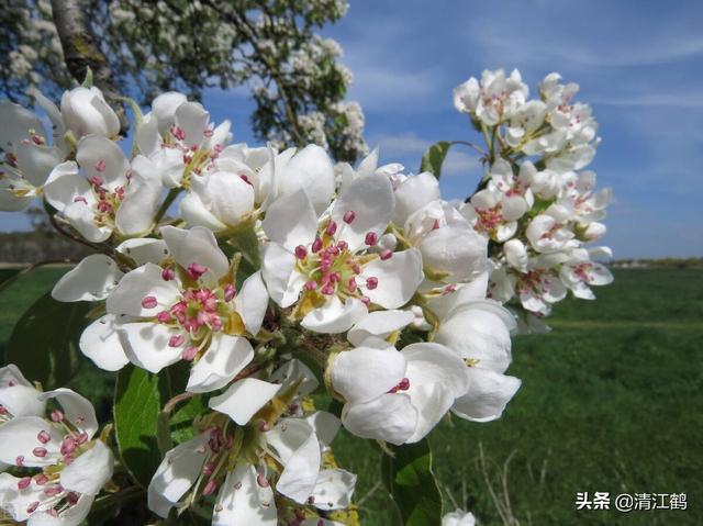 果树开花在即，就地取材自制花芽分化肥，方法简单成本低效果好1