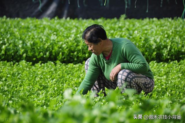 芹菜黑心腐烂倒伏？主要是因为缺乏两种元素或发生两种病害10