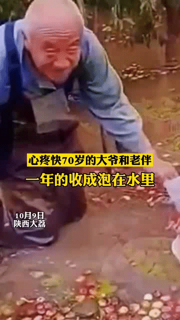 小麦青储疑云，把没熟的麦子割了怎么可能更赚钱？