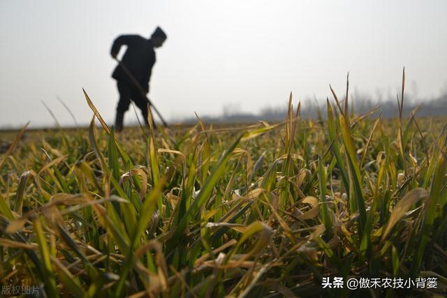 小麦黄苗问题年年发生、年年治，主要原因和解决办法有哪些？