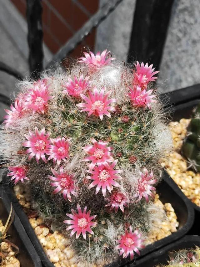 美花欣赏：仙人球开花，美不胜收