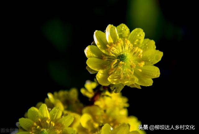 天山雪莲花