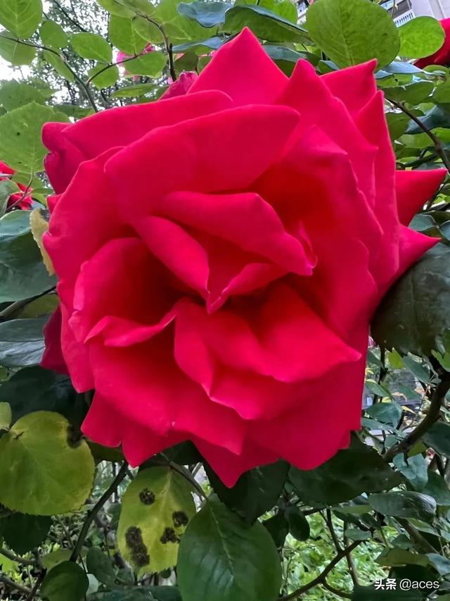 花开花落春还在
