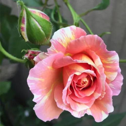 美丽的鲜花，姹紫嫣红，芬芳扑鼻，令人心情愉悦