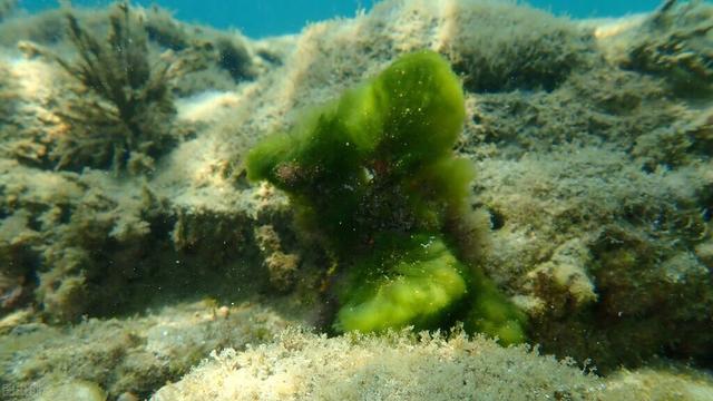 生物矿化综合模型 | 微量元素和同位素的作用