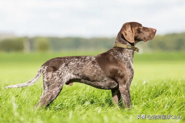 短毛大型犬