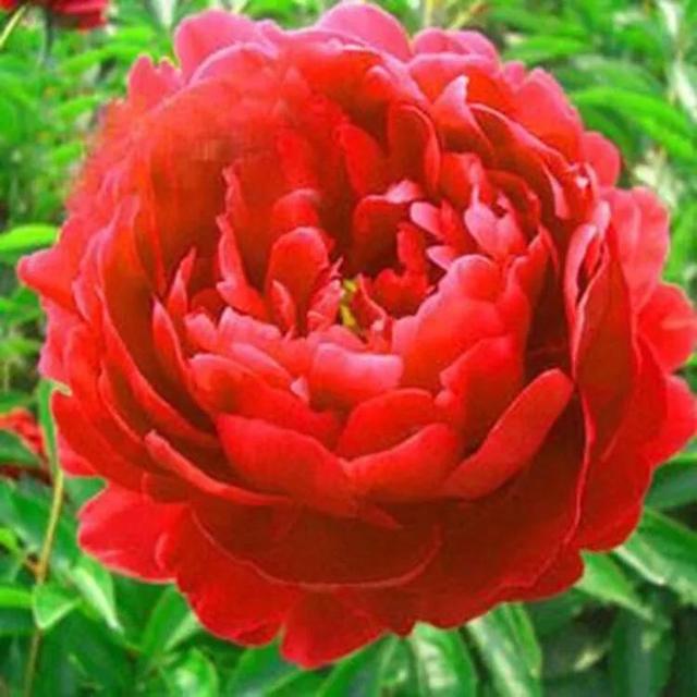 分享图片，与鲜花相伴，过美好人生