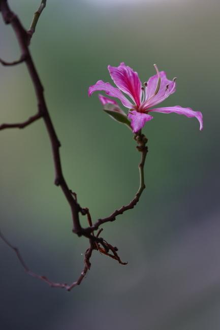 https://blog.sina.com.cn/s/blog_1636132920102z2hg.html