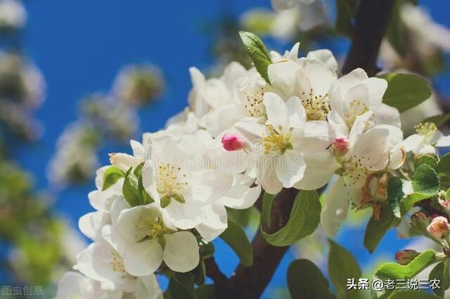 这种肥，蔬菜果树大豆都能用，果多果大，增产又增效10