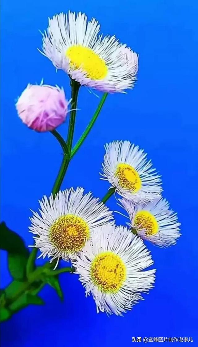 岁月，就是一场花开，花开时鲜艳夺目，芬芳浓郁，蝴蝶也随之而来