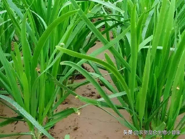 韭菜枯萎病什么症状？用什么农药治？防病管理如何做