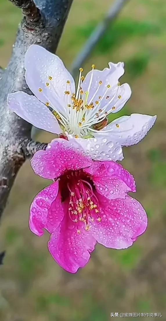 春花烂漫，竞相绽放，鸟语花香
