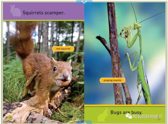 RAZ和红火箭，大猫，牛津树的前两个级别，能配科普和故事书了？